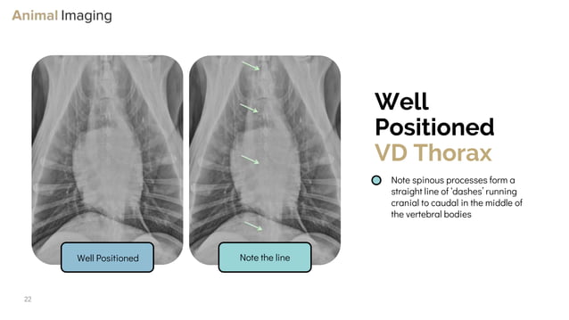 Optimizing Small Animal Thoracic Radiographs | PPT