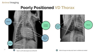 Optimizing Small Animal Thoracic Radiographs | PPT