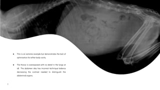 Optimizing Small Animal Thoracic Radiographs | PPT