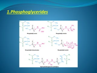 1.Phosphoglycerides
 