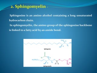 2. Sphingomyelin –
Sphingosine is an amino alcohol containing a long unsaturated
hydrocarbon chain.
In sphingomyelin, the amino group of the sphingosine backbone
is linked to a fatty acid by an amide bond.
 