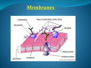Membranes
 