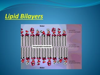 Lipid Bilayers
 