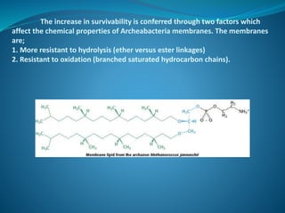 The increase in survivability is conferred through two factors which
affect the chemical properties of Archeabacteria membranes. The membranes
are;
1. More resistant to hydrolysis (ether versus ester linkages)
2. Resistant to oxidation (branched saturated hydrocarbon chains).
 