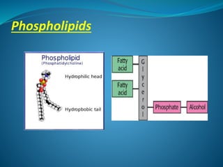 Phospholipids
 