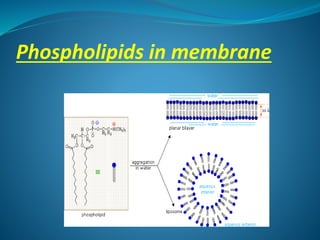 Phospholipids in membrane
 