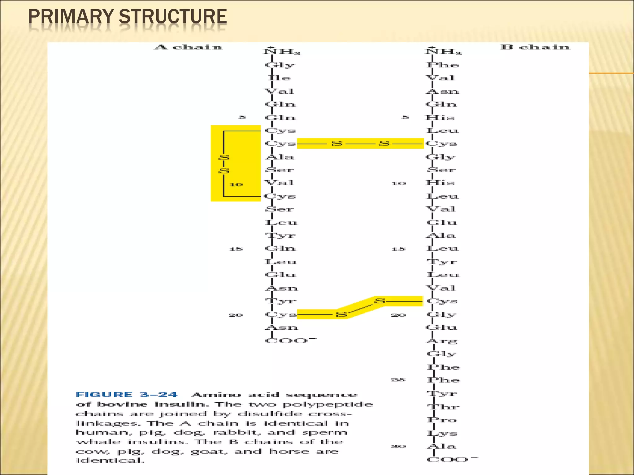 Primary structure of protein by KK Sahu sir | PPT