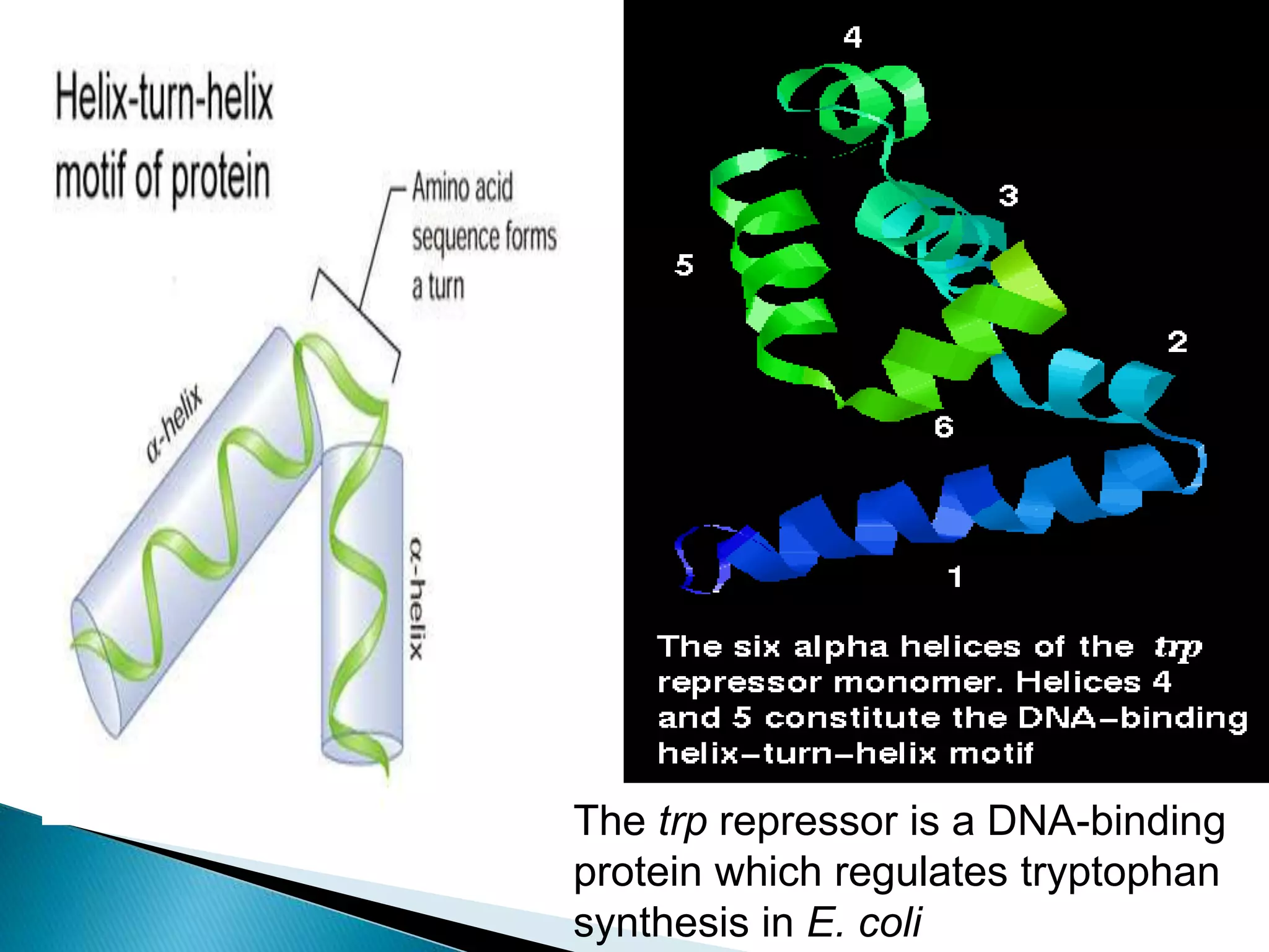 Protein motif. by KK Sahu sir | PPT
