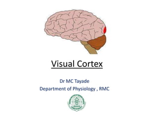Visual Cortex
Dr MC Tayade
Department of Physiology , RMC
 