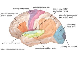 3. visual acuity | PPTX