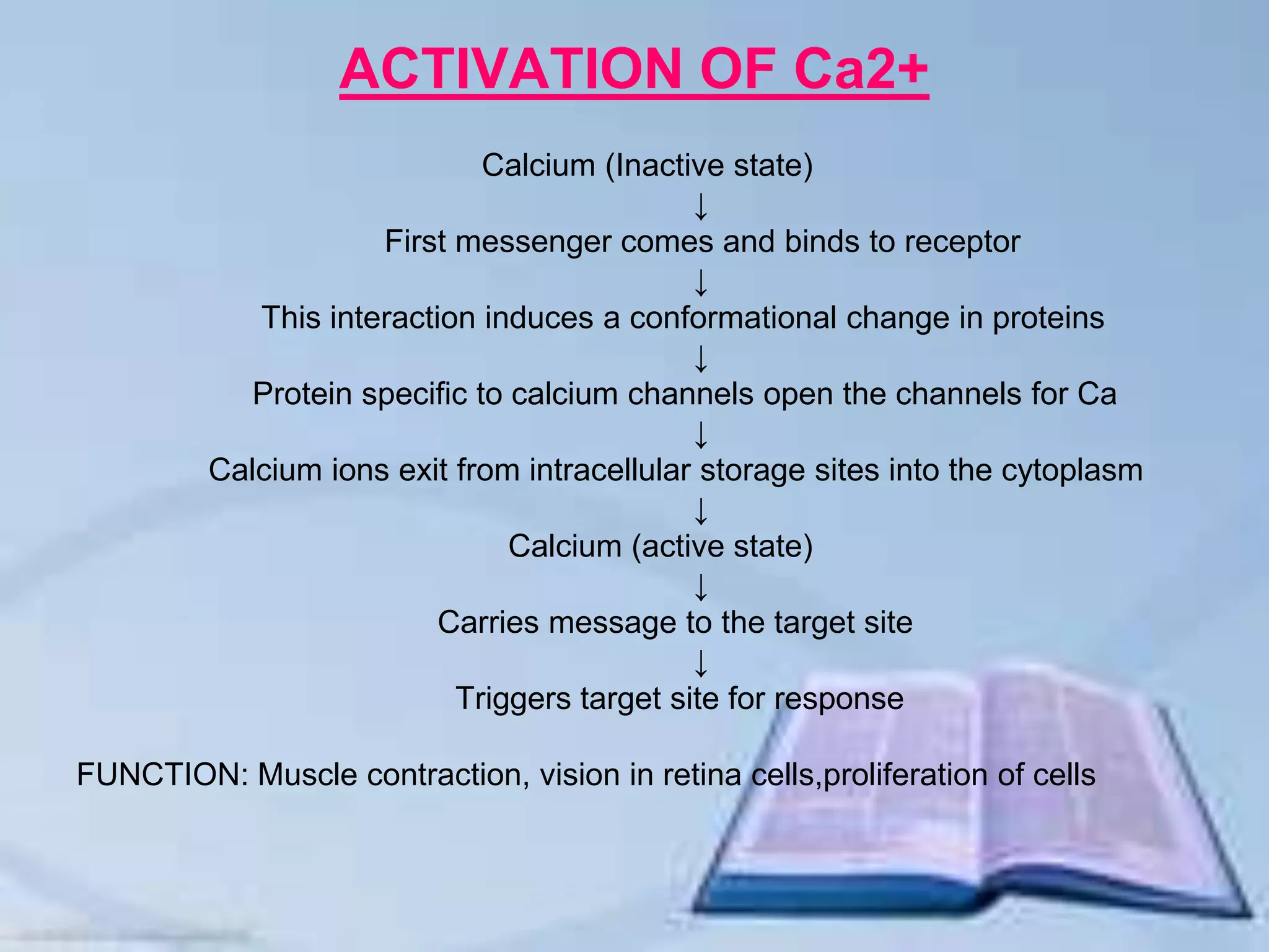 ACTIVATION OF Ca2+
Calcium (Inactive state)
↓
First messenger comes and binds to receptor
↓
This interaction induces a conformational change in proteins
↓
Protein specific to calcium channels open the channels for Ca
↓
Calcium ions exit from intracellular storage sites into the cytoplasm
↓
Calcium (active state)
↓
Carries message to the target site
↓
Triggers target site for response
FUNCTION: Muscle contraction, vision in retina cells,proliferation of cells
 