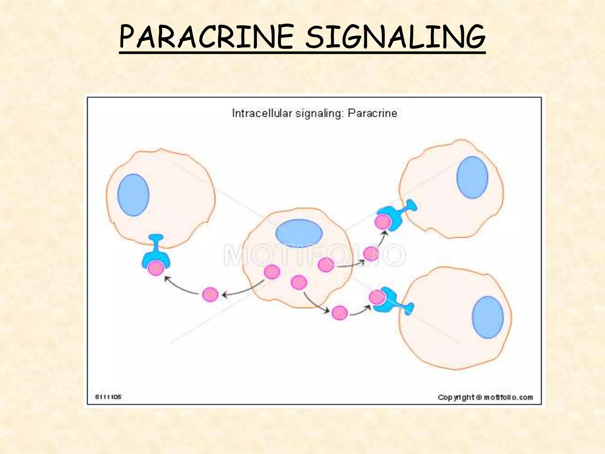 PARACRINE SIGNALING
 