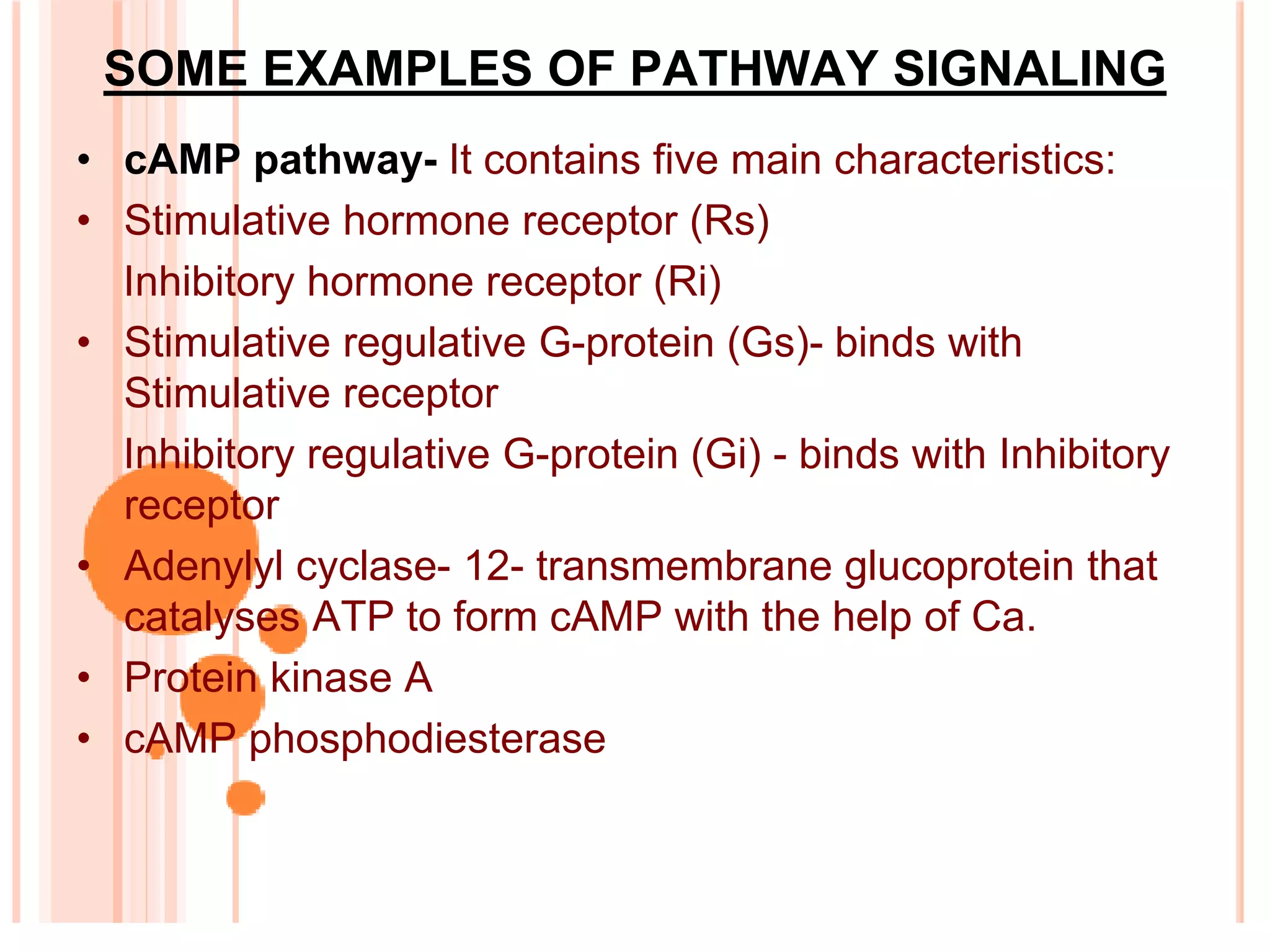 SOME EXAMPLES OF PATHWAY SIGNALING
• cAMP pathway- It contains five main characteristics:
• Stimulative hormone receptor (Rs)
Inhibitory hormone receptor (Ri)
• Stimulative regulative G-protein (Gs)- binds with
Stimulative receptor
Inhibitory regulative G-protein (Gi) - binds with Inhibitory
receptor
• Adenylyl cyclase- 12- transmembrane glucoprotein that
catalyses ATP to form cAMP with the help of Ca.
• Protein kinase A
• cAMP phosphodiesterase
 