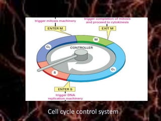 Control of cell cycle | PPTX | Cancer | Diseases and Conditions