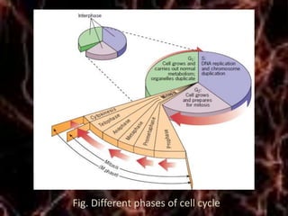 Control of cell cycle | PPTX | Cancer | Diseases and Conditions