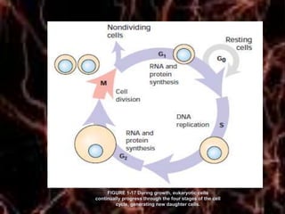 Control of cell cycle | PPTX | Cancer | Diseases and Conditions