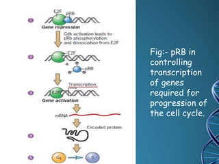 Cancer genetics | PPTX