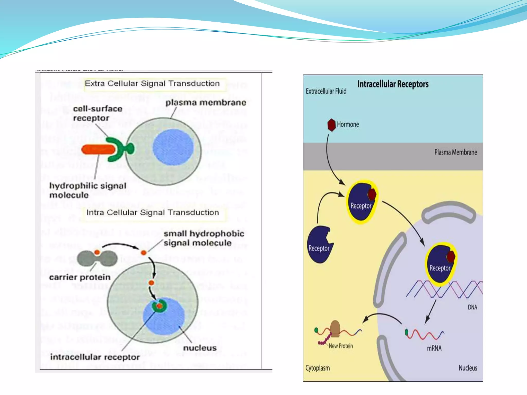 Signal transduction mechanism | PPTX
