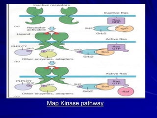 Signal transduction process | PPT | Biological Sciences | Science