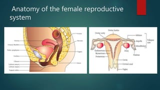 Anatomy of the female reproductive
system
 