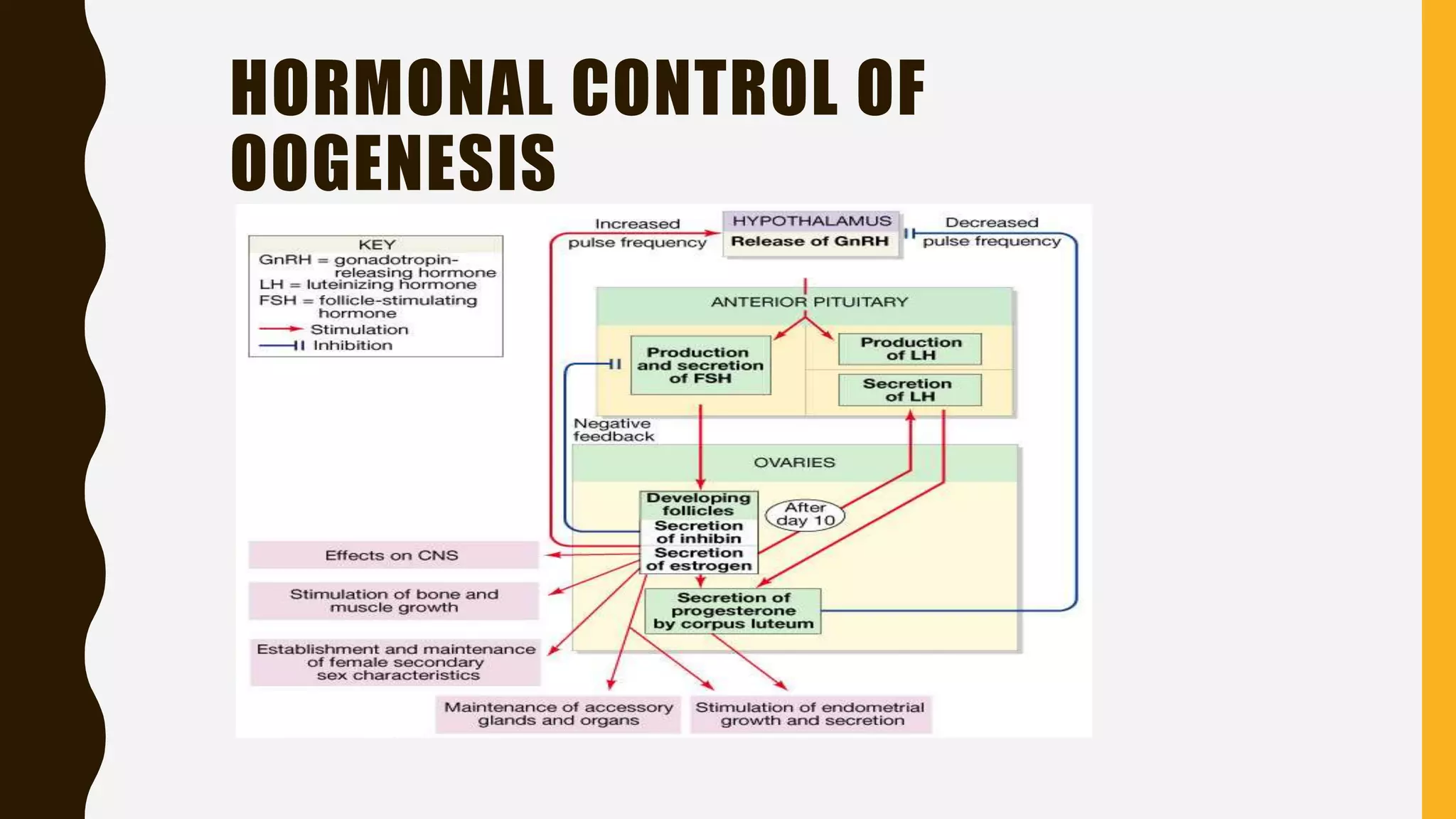 3. human reproduction gametogenesis and menstrual cycle | PPTX