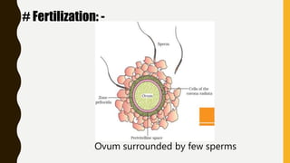 3. human reproduction gametogenesis and menstrual cycle | PPTX