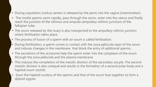 Process Of Copulation 3. human reproduction gametogenesis and menstrual cycle | PPTX