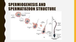 3. human reproduction gametogenesis and menstrual cycle | PPTX