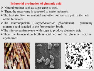  Natural product such as sugar cane is used.
 Then, the sugar cane is squeezed to make molasses.
The heat sterilize raw material and other nutrient are put in the tank
of the fermenter.
The microorganism (Corynebacterium glutamicum) producing
glutamic acid is added to the fermentation broth.
The microorganism reacts with sugar to produce glutamic acid.
Then, the fermentation broth is acidified and the glutamic acid is
crystallized.
Industrial production of glutamic acid
 