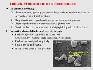 Industrial Production and use of Microorganisms
 Industrial microbiology
 Microorganisms, typically grown on a large scale, to produce products or
carry out chemical transformations.
 The glutamic acid is produced through the fermentation process
 Major organism used is Corynebacterium glutamicum .
 Classic methods are used to select for high-yielding microbial variants.
 Properties of a useful industrial microbe include
 Produces spores or can be easily inoculated.
 Grows rapidly on a large scale in inexpensive medium.
 Produces desired product quickly.
 Should not be pathogenic.
 Amenable to genetic manipulation.
Corynebacterium
glutamicum
 