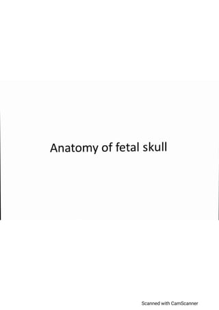 Anatomy Of Fetal Skull