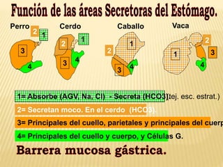 Monogástricos | PPTX