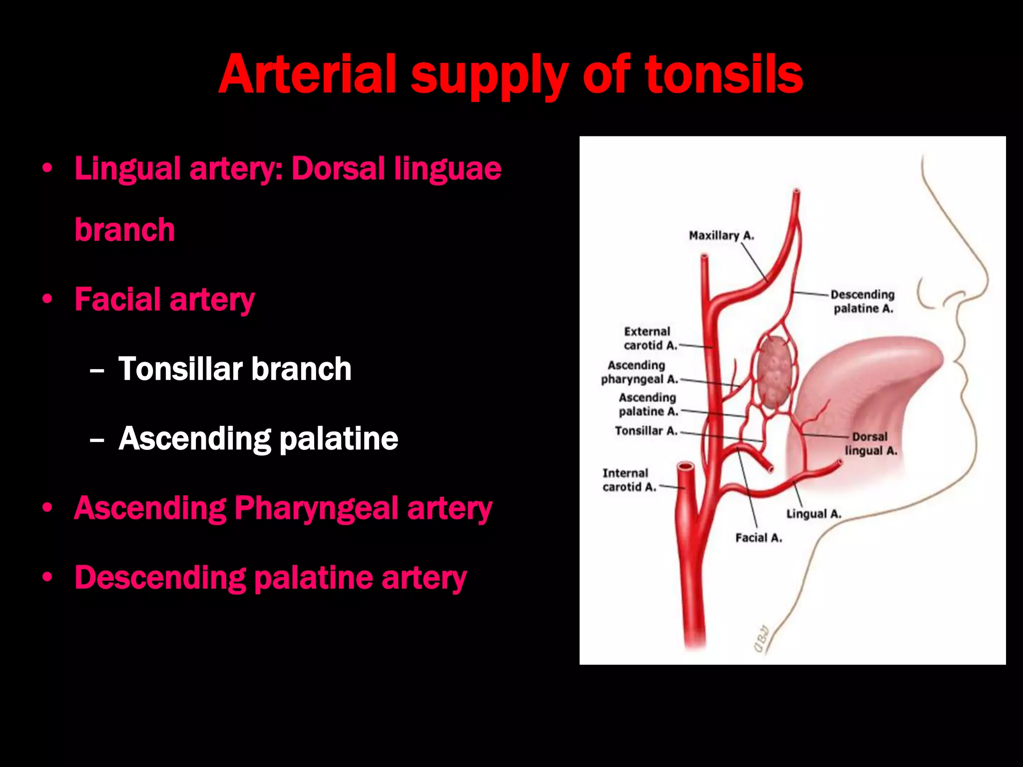 Arterial supply of tonsils
• Lingual artery: Dorsal linguae
branch
• Facial artery
– Tonsillar branch
– Ascending palatine
• Ascending Pharyngeal artery
• Descending palatine artery
 