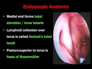 Endoscopic Anatomy
• Medial end forms tubal
elevation / torus tubaris
• Lymphoid collection over
torus is called Gerlach’s tubal
tonsil
• Postero-superior to torus is
fossa of Rosenmüller
 
