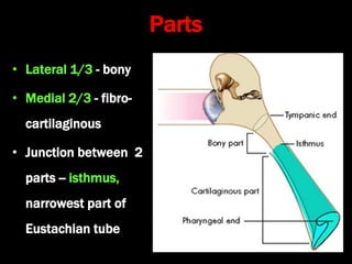 Parts
• Lateral 1/3 - bony
• Medial 2/3 - fibro-
cartilaginous
• Junction between 2
parts -- isthmus,
narrowest part of
Eustachian tube
 