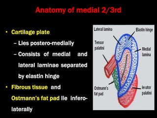 Anatomy of medial 2/3rd
• Cartilage plate
– Lies postero-medially
– Consists of medial and
lateral laminae separated
by elastin hinge
• Fibrous tissue and
Ostmann’s fat pad lie infero-
laterally
 