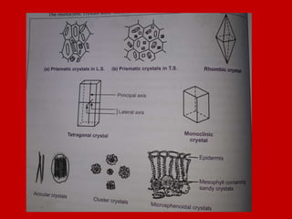 Quality_Control_of_Drugs_of_Natural_Origin | PPTX
