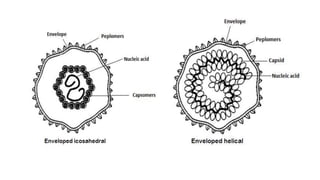 3. structure of viruses | PPTX