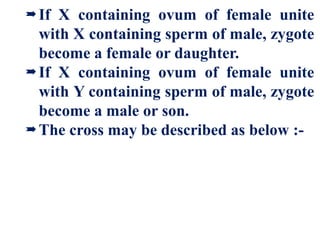 If X containing ovum of female unite
with X containing sperm of male, zygote
become a female or daughter.
If X containing ovum of female unite
with Y containing sperm of male, zygote
become a male or son.
The cross may be described as below :-
 