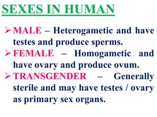 SEXES IN HUMAN
MALE – Heterogametic and have
testes and produce sperms.
FEMALE – Homogametic and
have ovary and produce ovum.
TRANSGENDER – Generally
sterile and may have testes / ovary
as primary sex organs.
 