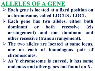 ALLELES OF A GENE
 Each gene is located at a fixed position on
a chromosome, called LOCUS / LOCI.
 Each gene has two alleles, either both
dominant or both recessive (cis
arrangement) and one dominant and
other recessive (trans arrangement).
 The two alleles are located at same locus,
one on each of homologous pair of
chromosomes.
 As Y chromosome is curved, it has some
maleness and other genes not found on X.
 