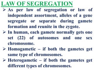 LAW OF SEGREGATION
 As per law of segregation or law of
independent assortment, alleles of a gene
segregate or separate during gamete
formation and reunite in the zygote.
 In human, each gamete normally gets one
set (22) of autosomes and one sex
chromosome.
 Homogametic – if both the gametes get
same type of chromosomes.
 Heterogametic – if both the gametes get
different types of chromosomes.
 