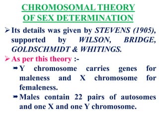 CHROMOSOMALTHEORY
OF SEX DETERMINATION
Its details was given by STEVENS (1905),
supported by WILSON, BRIDGE,
GOLDSCHMIDT & WHITINGS.
As per this theory :-
Y chromosome carries genes for
maleness and X chromosome for
femaleness.
Males contain 22 pairs of autosomes
and one X and one Y chromosome.
 