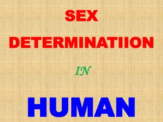 SEX
DETERMINATIION
IN
HUMAN
 