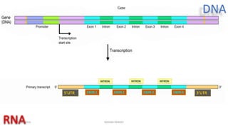 Primary Transcript | PPTX