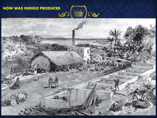 HOW WAS INDIGO PRODUCED
 