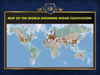 MAP OF THE WORLD SHOWING WOAD CULTIVATION
 