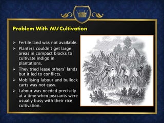 Problem With NIJ Cultivation
 Fertile land was not available.
 Planters couldn’t get large
areas in compact blocks to
cultivate indigo in
plantations.
 They tried lease others’ lands
but it led to conflicts.
 Mobilising labour and bullock
carts was not easy.
 Labour was needed precisely
at a time when peasants were
usually busy with their rice
cultivation.
 