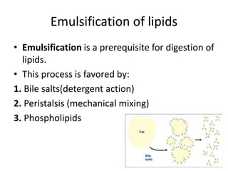 Emulsification of lipids
• Emulsification is a prerequisite for digestion of
lipids.
• This process is favored by:
1. Bile salts(detergent action)
2. Peristalsis (mechanical mixing)
3. Phospholipids
 