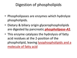 Digestion of phospholipids
• Phospholipases are enzymes which hydrolyze
phospholipids.
• Dietary & biliary origin glycerophospholipids
are digested by pancreatic phospholipase-A2.
• This enzyme catalyzes the hydrolysis of fatty
acid residues at the 2-position of the
phospholipid, leaving lysophospholipids and a
molecule of fatty acid
 